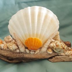 Scallop Shell Candle Holder 