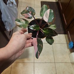 Pink Prinses Indoor Plant $15