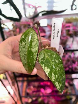 Hoya Verticillata Stardust