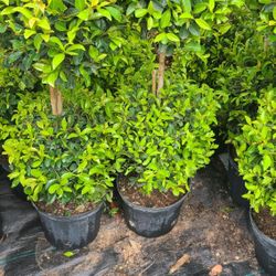 Ponpon Tree 3gallon 2balls 