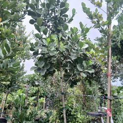 Pitch Apple Trees 12-14'ft 🌳$300