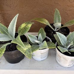 2 For Ten Donkey Ears Kalanchoe gastonis bonnieri Live Plant Succulent Cacti 5” +