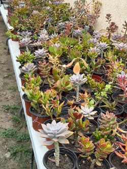 Cactus and succulents 🪴
