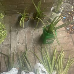 Lots of Aloe Vera Cactus - All for $20