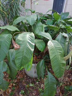 Big Peace lily plant