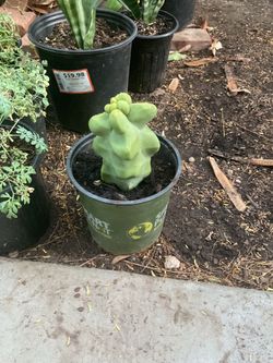 Totem pole cactus