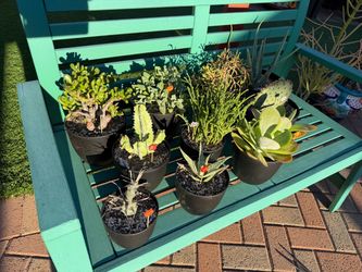 A Variety of Succulent Plants in New Black Plastic Pots