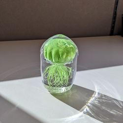 Green Glass Jellyfish 
