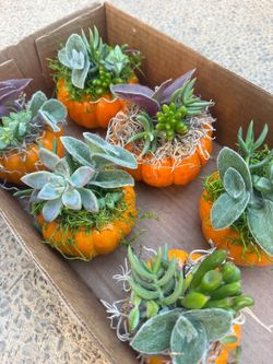 Mini pumpkin succulents