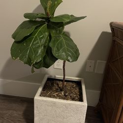 REAL PLANT - Fiddle Leaf Fig 