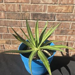 Cactus 🌵 Plant $15