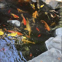 🐟 LUXURY KOI COLLECTION FOR SALE 🐟