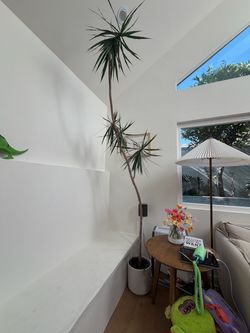 Sculptural Marginata Dracaena