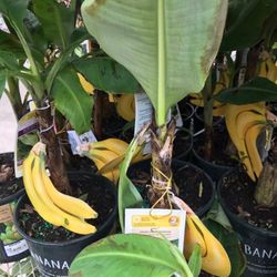 Dwarf Banana Fully Grown Plant In 1 Gallon Pot