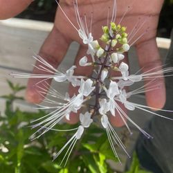 Cats Wiskers Pollinators Plant 🪴 3gal