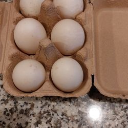 Half Dozen Unwashed Duck Eggs