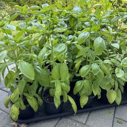 12” Basil Plants 