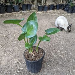 Calla Lily Plants