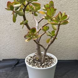 Jade Plant