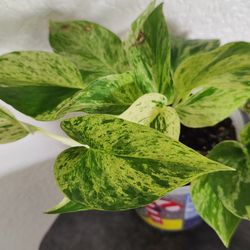 Variegated Marble Pothos Plant