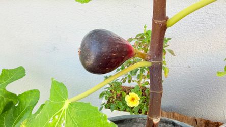 Established 5-Gallon Black Mission Fig Tree – Loaded with Fruit