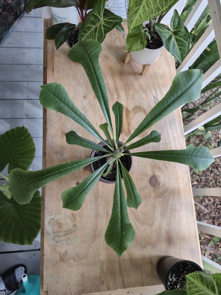 Plumeria Pudica Plant 