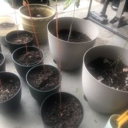Avocado Plants 