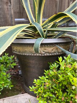 30-gallon potted Agave
