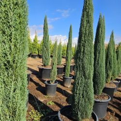 25g Tiny Tower Italian Cypress