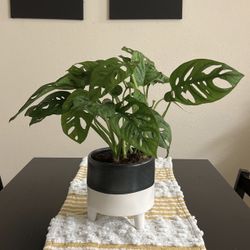  Live Monstera Plant With Ceramic Pot
