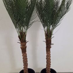 *** REDUCED *** PAIR of 62" Faux Palm Trees in 16" White Resin Planters @ Lasting Creations
