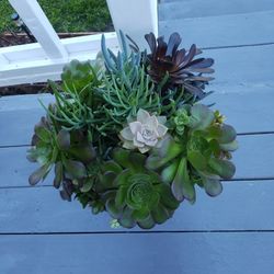 Fully Rooted Succulents Beautifully Arranged In Ceramic Pots.0