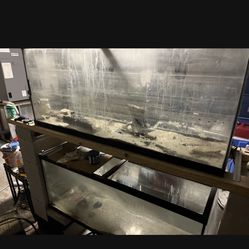 2 55 Gallon Fish Tanks 1 Year Old 