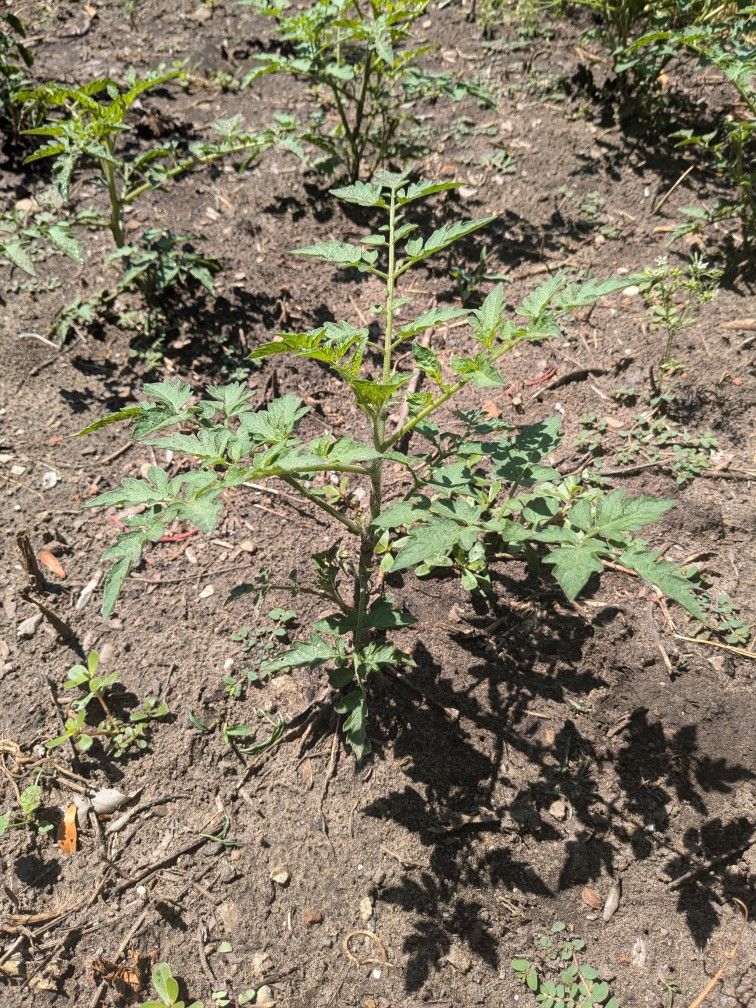 Cherry Tomato Plant