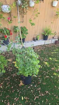 Oregano