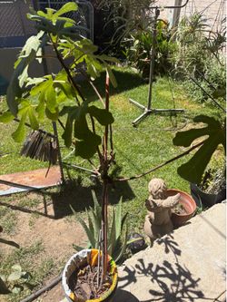 Eagle /fig tree