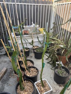 Dragon fruit plants-AX, Sugar Dragon, Lisa, Natural Mystic, Palora Yellow
