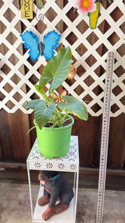 Elephant Ear Plant 🪴 With Spider Plant