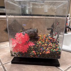 1.5 Gallon Fish Tank 
