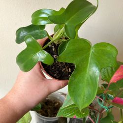 Philodendron Lacinatium 