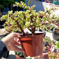 Variegated Elephant Bush|Bonsai|Succulent Plant|