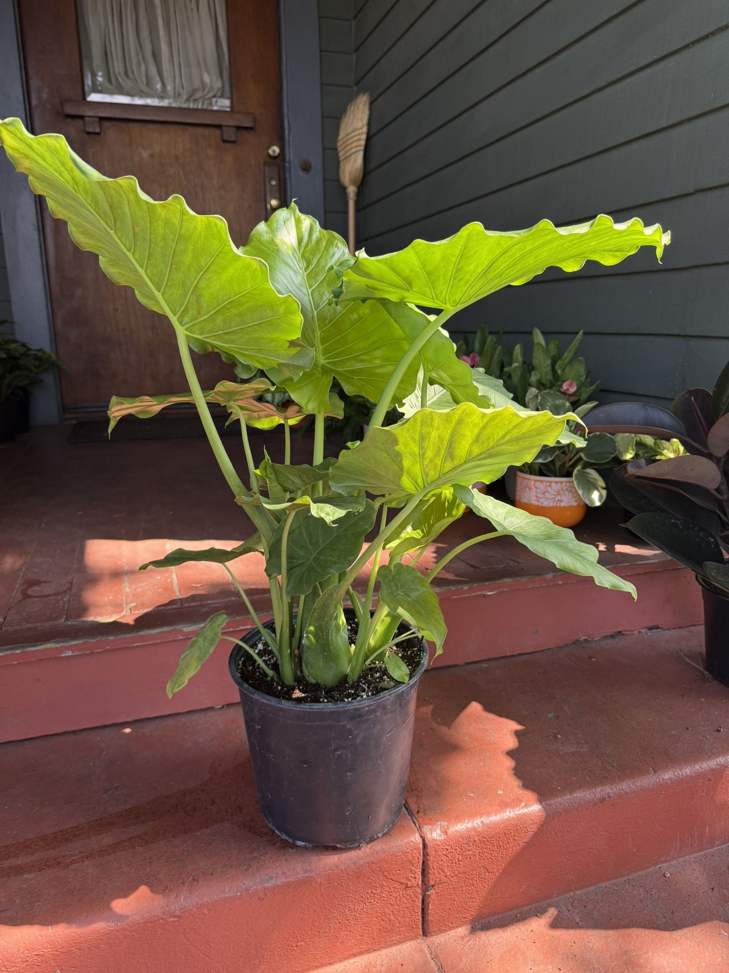 Healthy Elephant Ears Plant