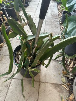 Dragon Fruit Cactus Plant in 5 Gallon Pot – Established Cutting