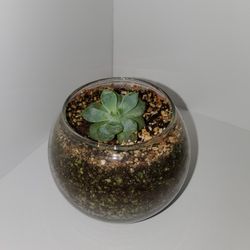 Decorative House Plant (Succulent)