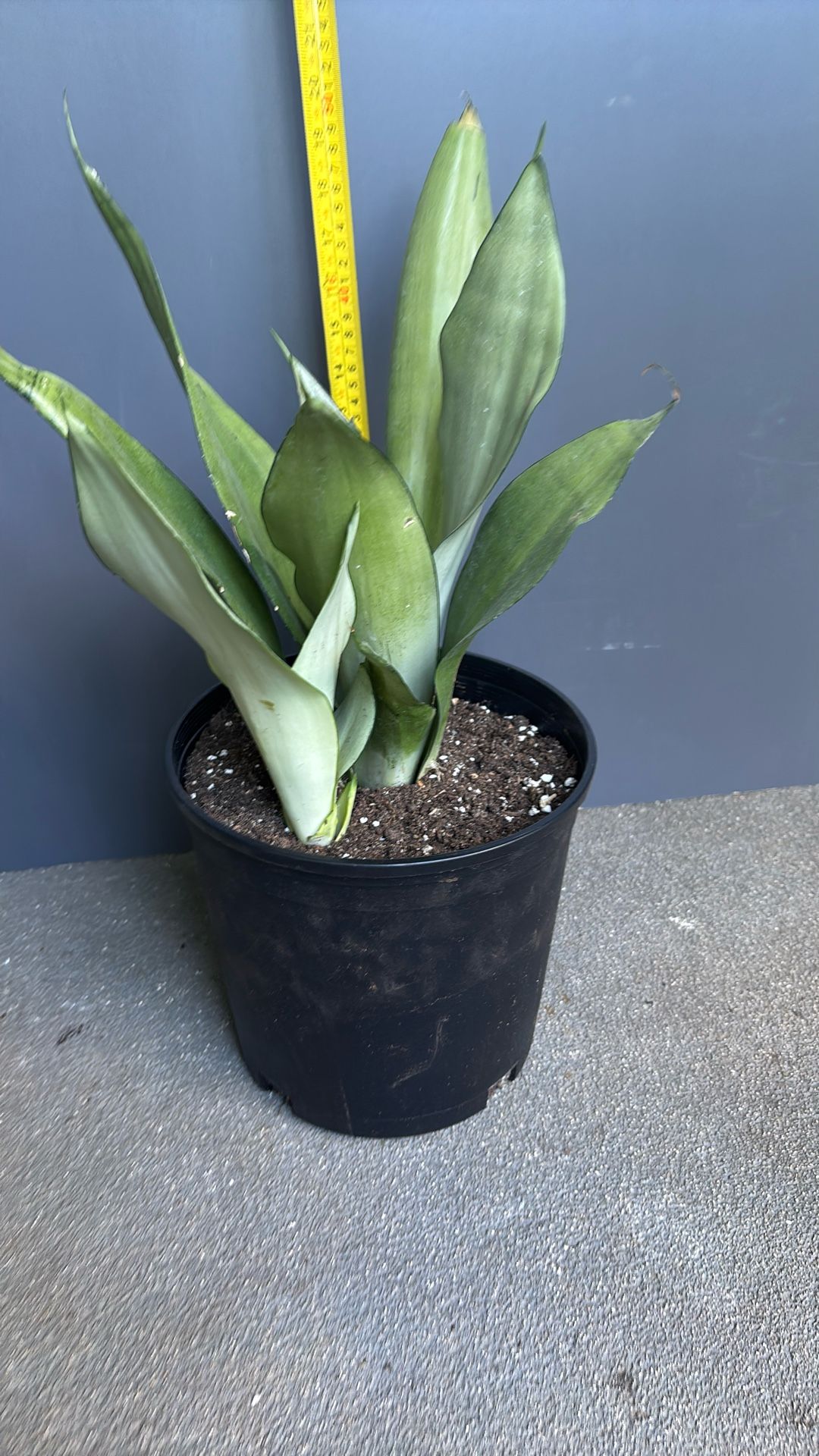Snake Plant