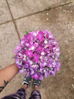 Huge Hydrangea