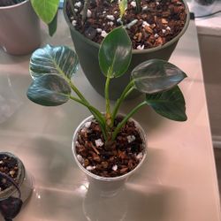 Birkin Philodendron (Plant Trades!)