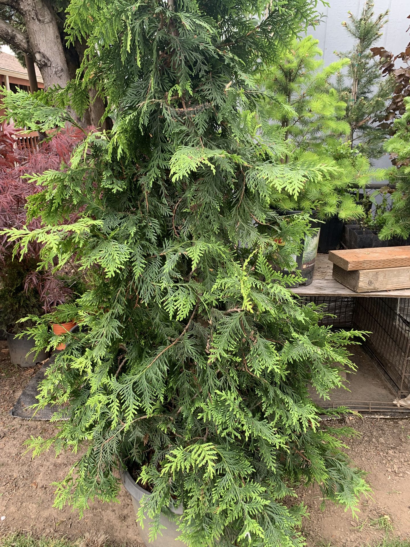 5 6 Green Giant Tree