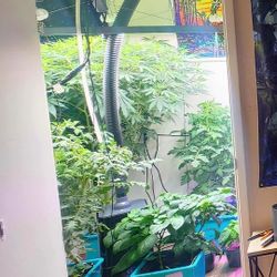 Grow ACE Air Cube Hydroponics