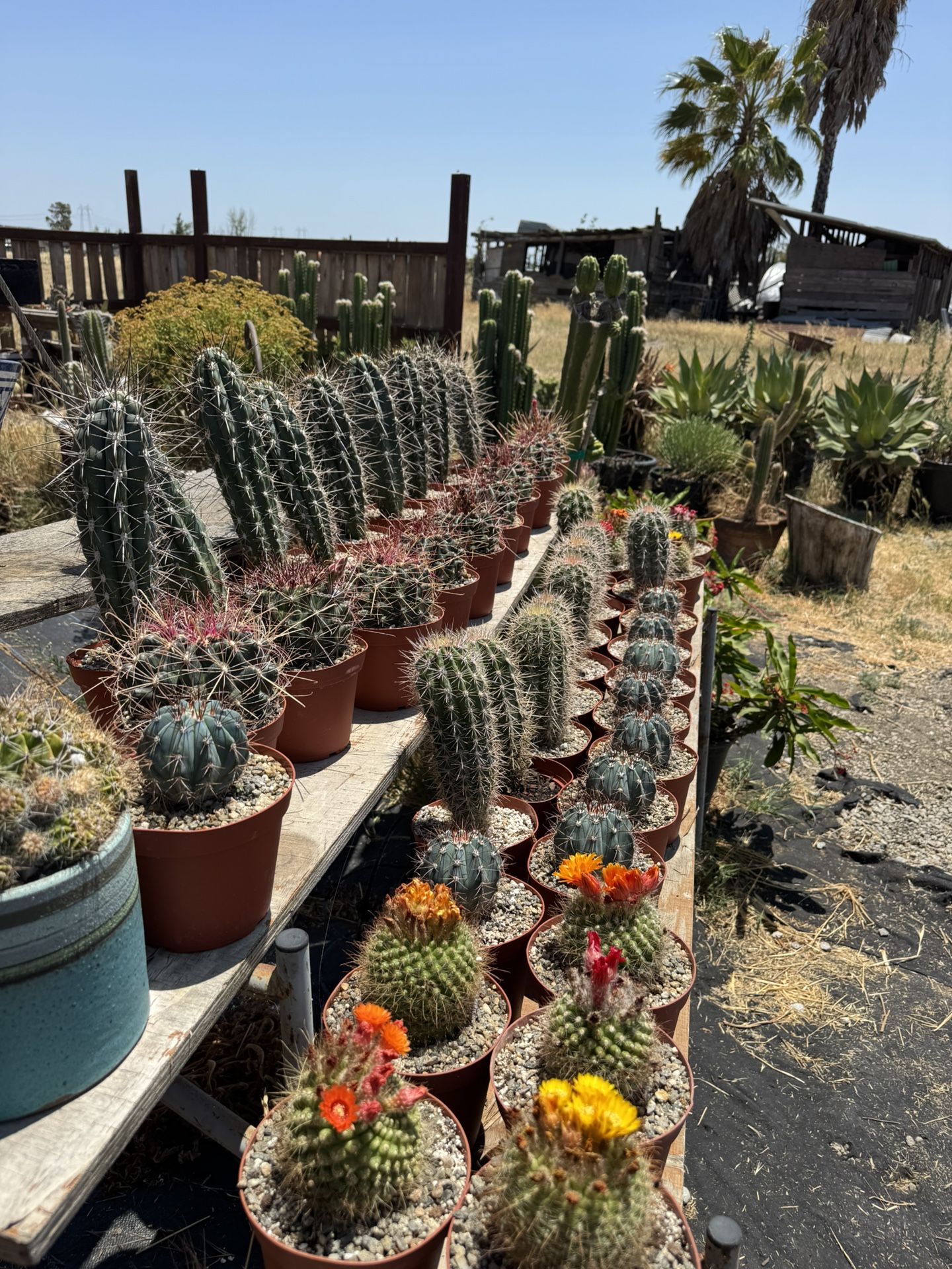Cactus & Succulents (Read Description)